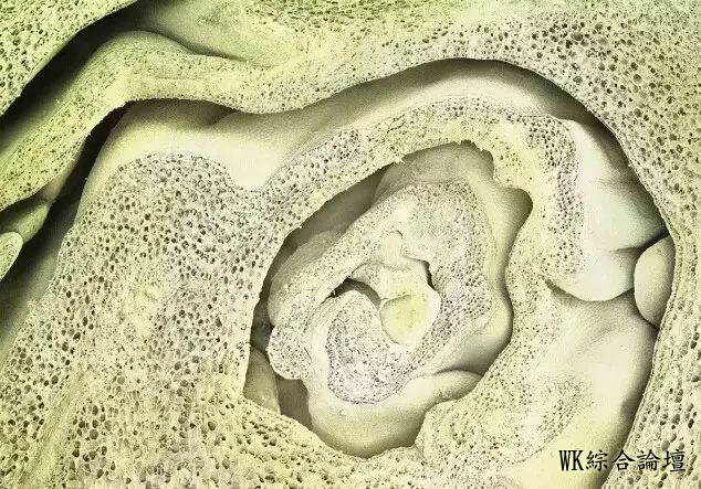 显微镜下食物表面的奇妙景象!-6.jpg