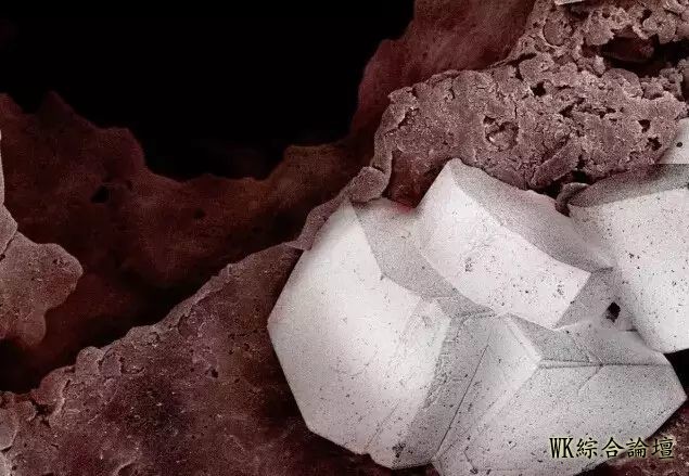 显微镜下食物表面的奇妙景象!-23.jpg